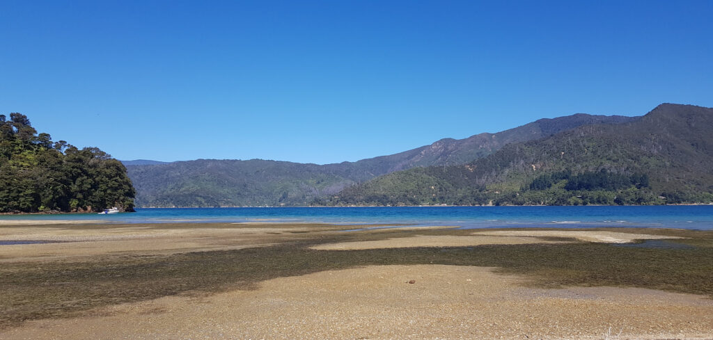 Davies Bay campground on the Queen Charlotte Track, New Zealand