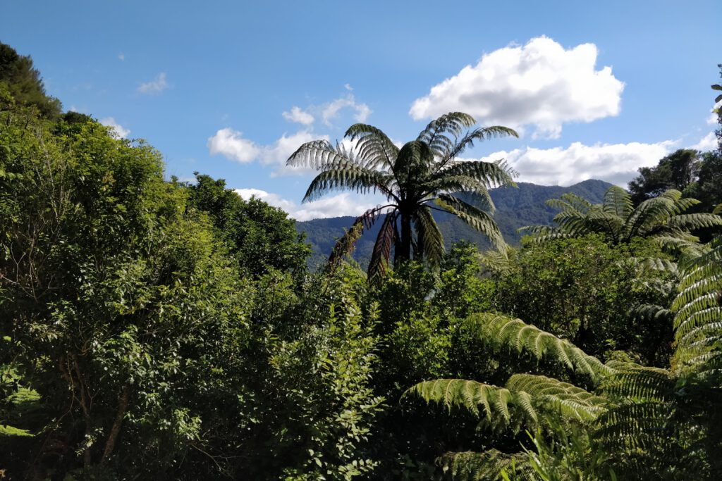 Native forest surrounding luxury accommodation in punakaiki, new zealand