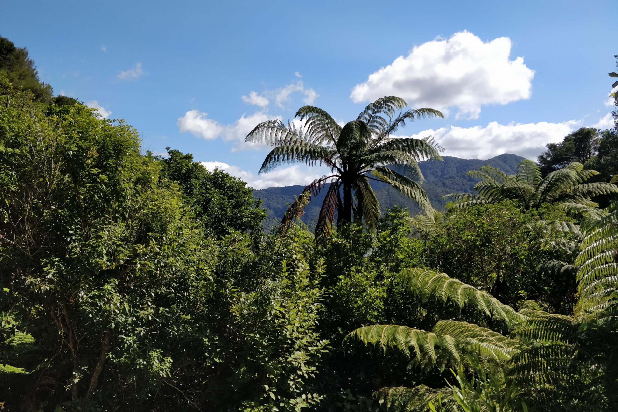 Native forest near campground in picton, New zealand
