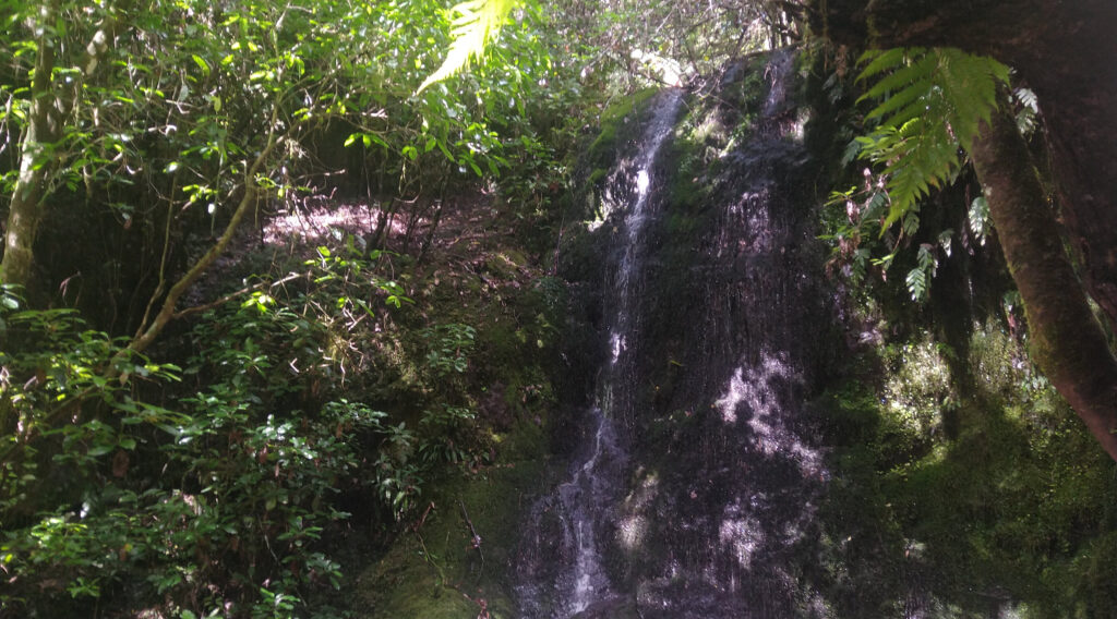 Waterfall on hiking track at Pelorus Bridge Scenic Reserve