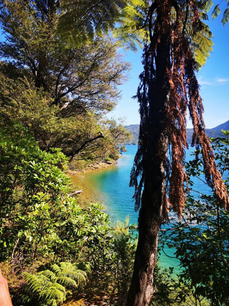 Hiking the Queen Charlotte Track, Picton, Marlborough Region of New Zealand