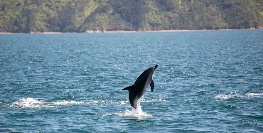 Dolphin Watching in picton, New zealand