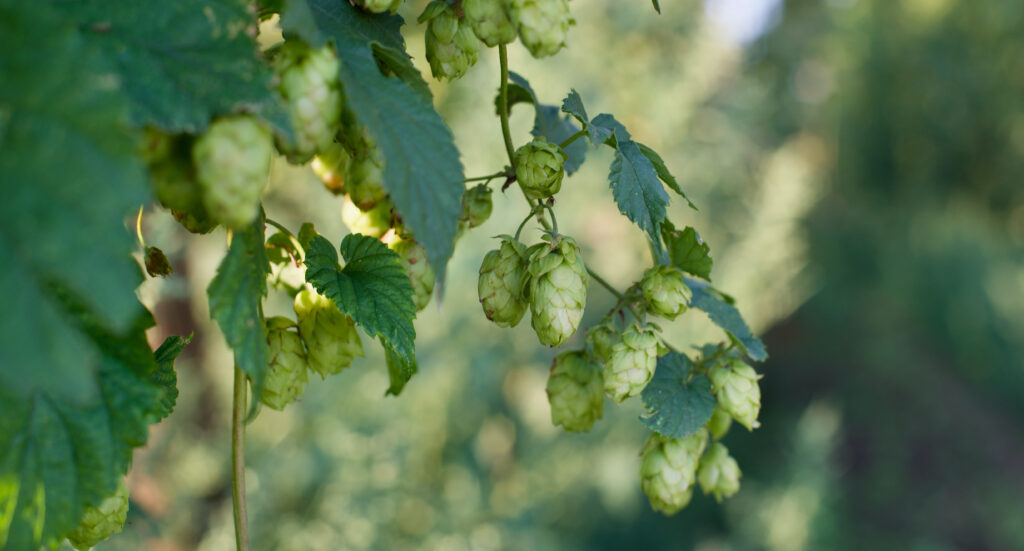 hops grown and used at breweries in nelson