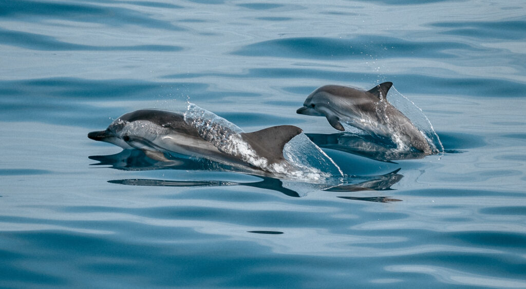 Dolphins in the sounds, picton, New zealand