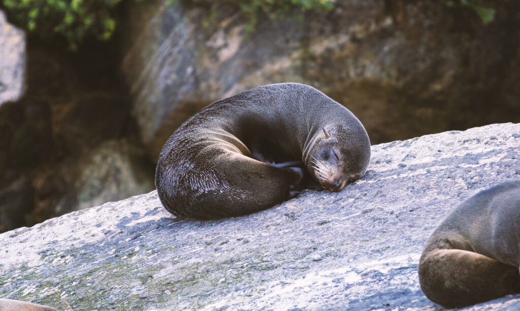 NZ fur seal in Pelorus Sound, Havelock New Zealand