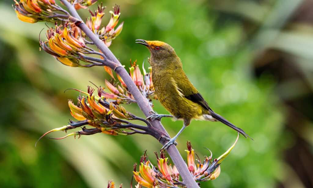Bellbird in Picton, New Zealand