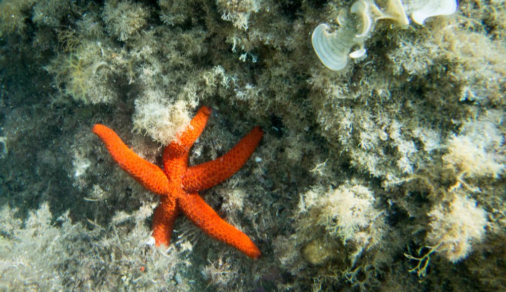Starfish in Ngakuta Bay, Picton, New Zealand