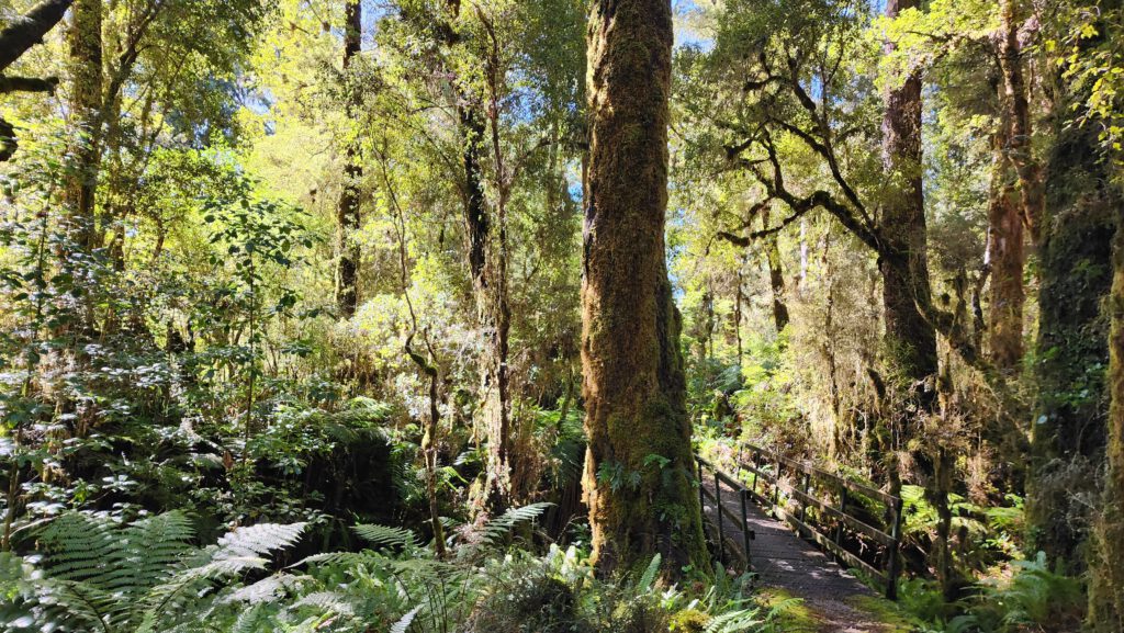 forest surrounding Oparara Basin walks, Things to Do in Karamea, New Zealand
