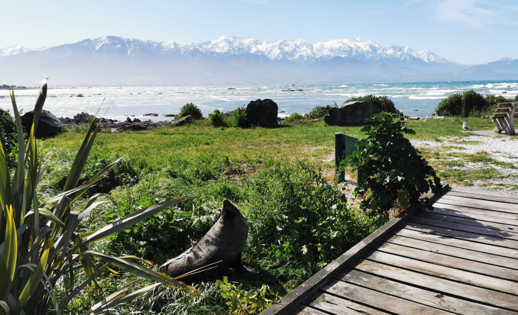 Kaikoura seal colony, Top free things to do in Kaikoura, New Zealand