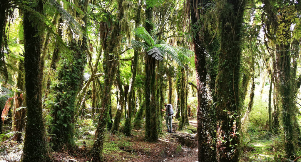 forest hikes in Karamea, New Zealand