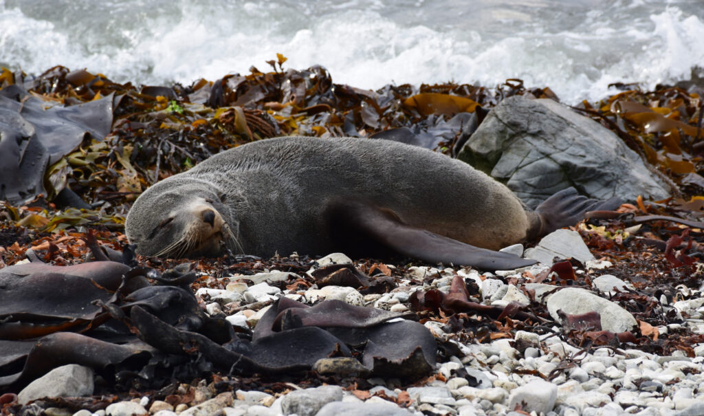 nz fur seal, Things to Do on the drive from Christchurch to Kaikoura