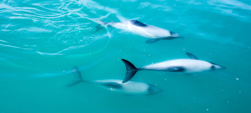 Hector's dolphins at Porpoise Bay in the Catlins New zealand