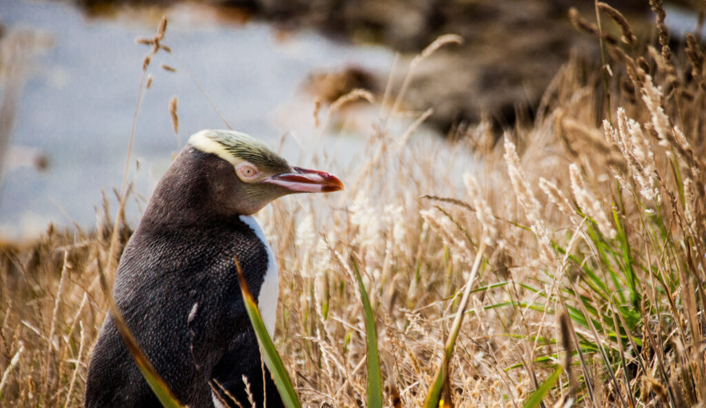 Yellow eyed penguin in the Catlins, New Zealand