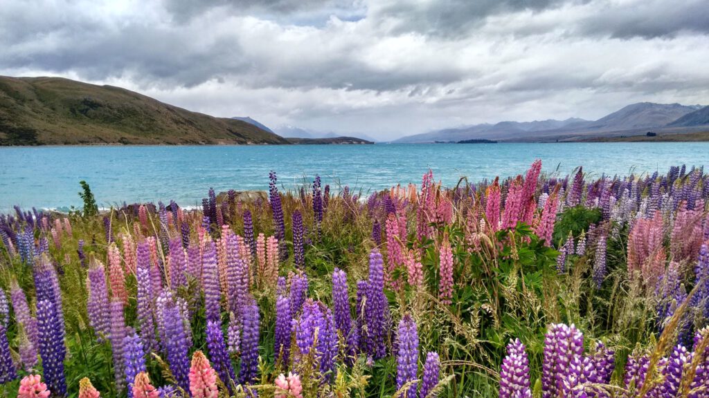 Lupins on foreshore by Church of the Good Shepherd, things to do in Lake Tekapo, New Zealand