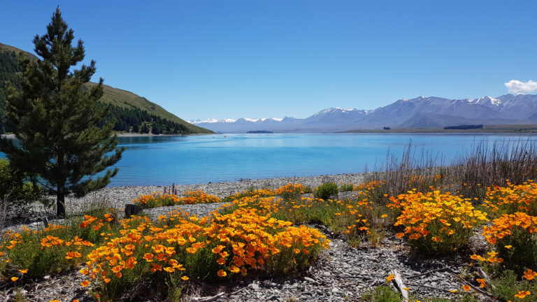 Top Cafes and Restaurants in Lake Tekapo: A Foodies Guide