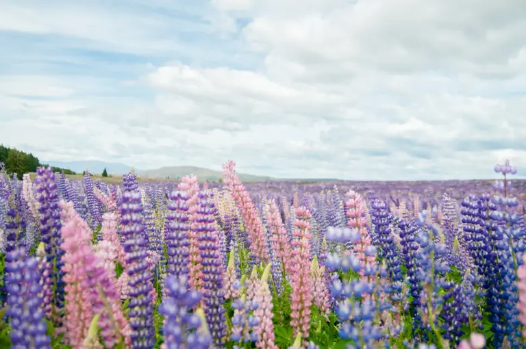 The Coolest Things to Do in Lake Tekapo, New Zealand