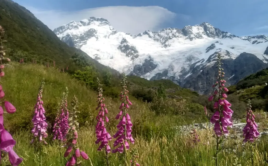 wildflowers, mt cook glacier walk, mt cook national park