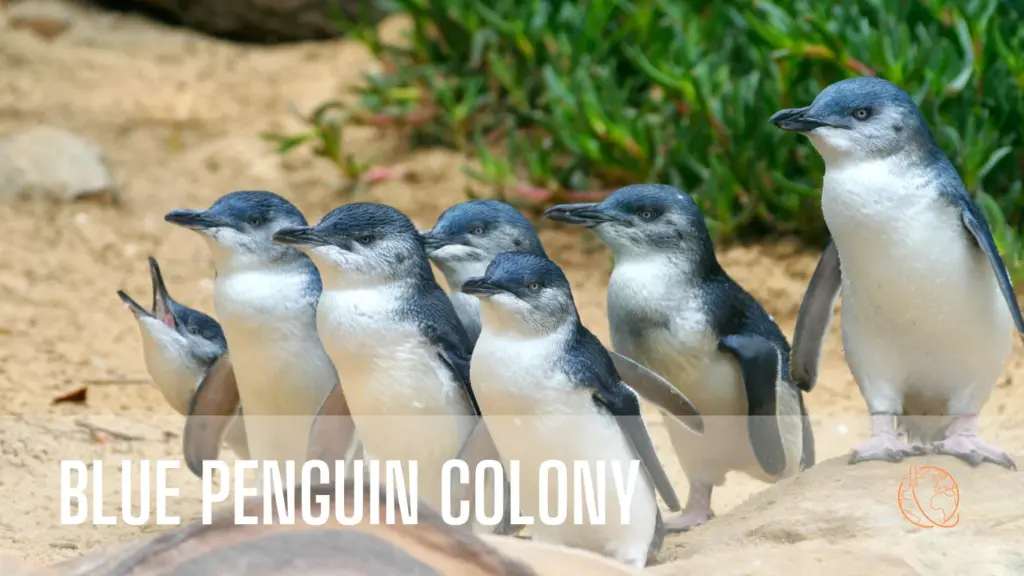 Oamaru blue penguin colony!