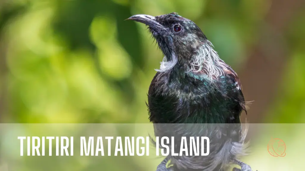 Tiritiri Matangi Island Auckland Region of New Zealand