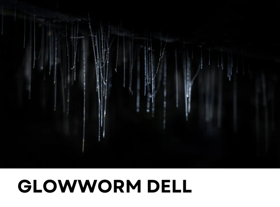 Glowworm dell, Hokitika, best stops on the West Coast