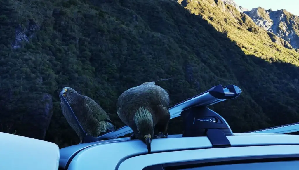 Kea in Arthurs Pass, on the drive from Christchurch to the West Coast