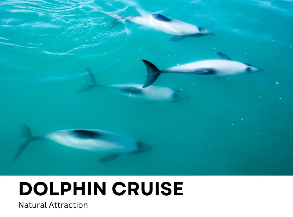 Dolphin Cruise, Things to Do in Akaroa, New Zealand