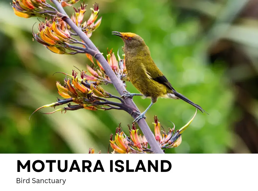 Motuara island things to do in Picton New Zealand