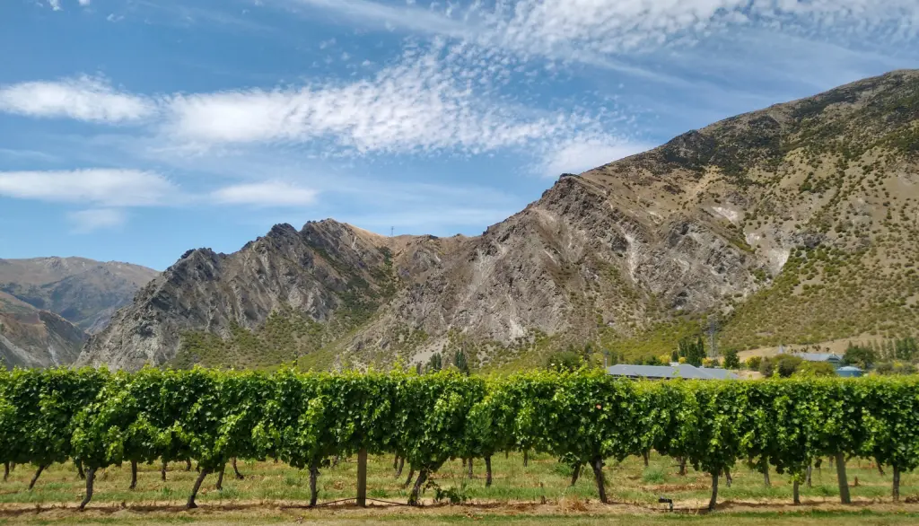 Gibbston Valley Vineyards, Kawarau Gorge in Otago, New Zealand